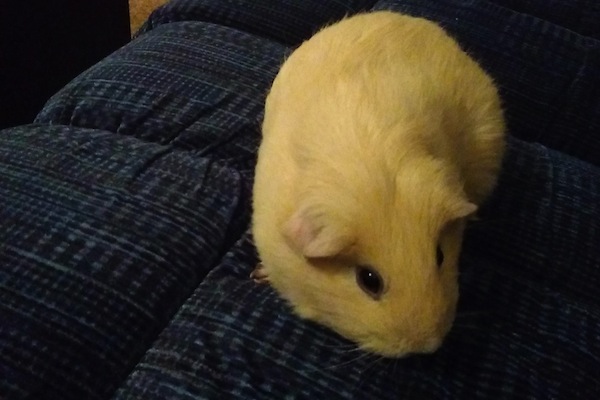 Abbey.Guinea Pig for adoption. Toronto GTA