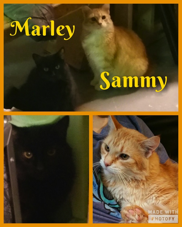 Marley and Sammy. Cats for adoption. Toronto, GTA, Durham Region