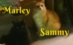 Marley And Sammy. Cats Need Foster Or Forever Home Urgently 