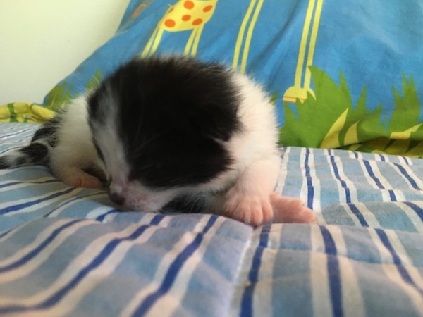 Oreo. Kitten for adoption. Toronto, GTA, Durham