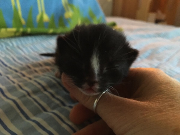 Blaze. Kitten for adoption. GTA Toronto, Durham Region