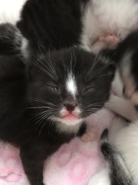 kitten for adoption. Toronto GTA