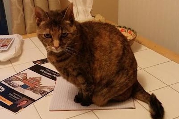 Cleo. Cat for adoption. Toronto GTA, Durham Region