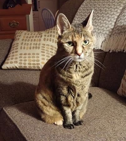 Cleo. Cat for adoption. Toronto GTA, Durham Region