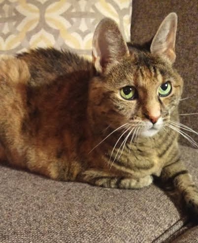 Cleo. Cat for adoption. Toronto GTA, Durham Region