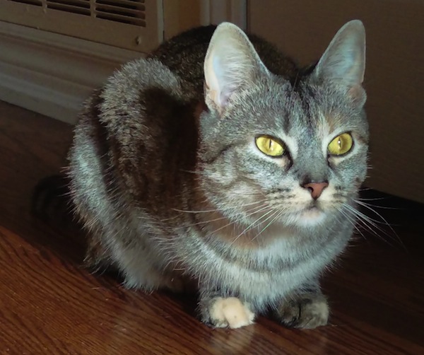 Gina. Loving Cat For Adoption. Toronto GTA, Durham Region