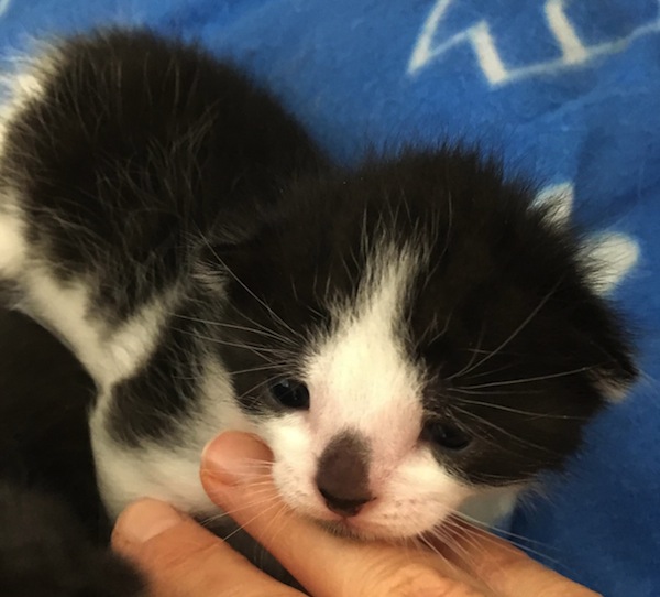 Poppy. Kitten for adoption. Toronto GTA Durham Region