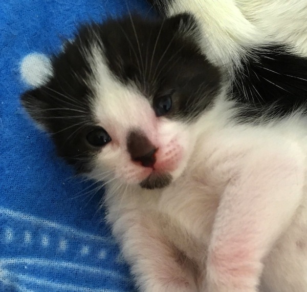 Poppy. Kitten for adoption. Toronto GTA Durham Region