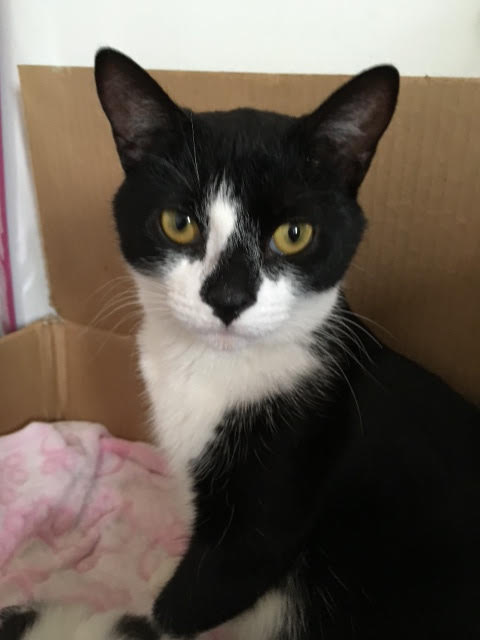 Socks. Cat for adoption. Toronto GTA