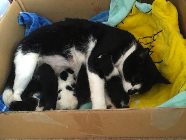 Socks and her 4 adoptable kittens. Toronto GTA, Durham