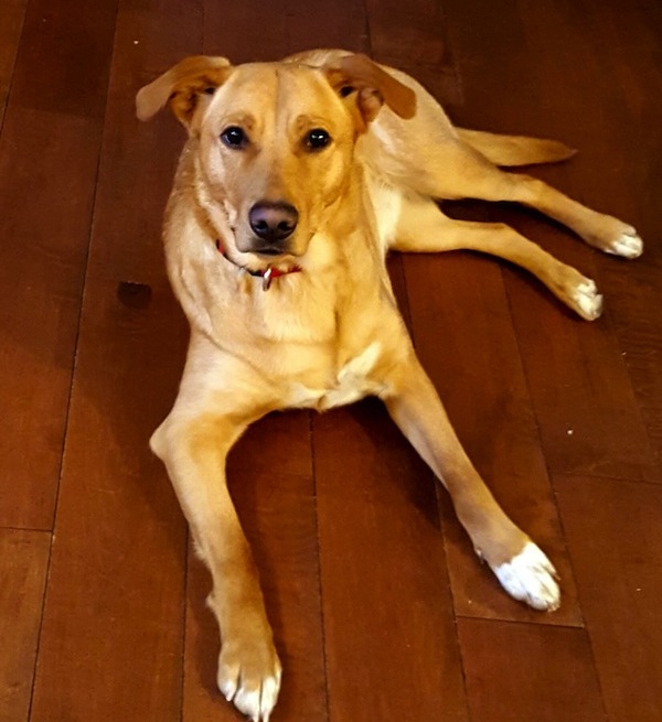 Sparky. Female dog Retriever Mix for adoption