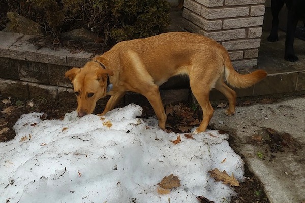 Sparky. Female dog for adoption. Retriever mix. Toronto GTA