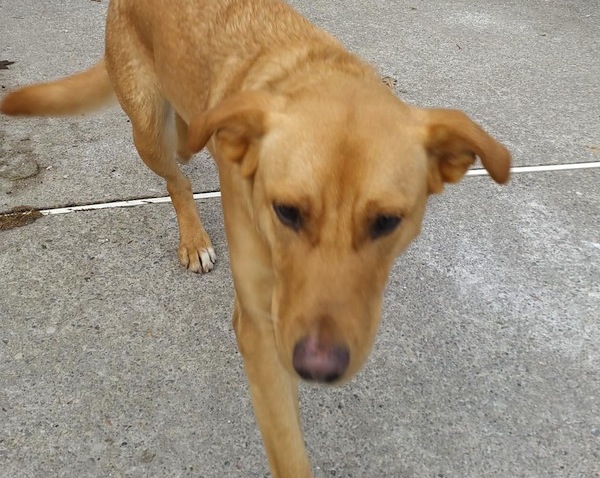 Sparky. Female dog for adoption. Retriever mix. Toronto GTA