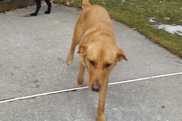 Sparky. Female dog for adoption. Retriever mix. Toronto GTA