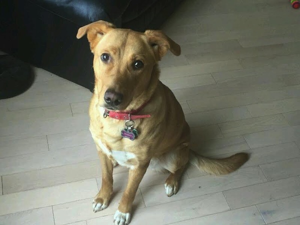 Sparky. Female dog for adoption. Retriever mix. Toronto GTA