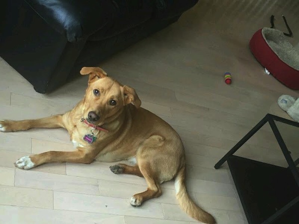 Sparky. Female dog for adoption. Retriever mix. Toronto GTA