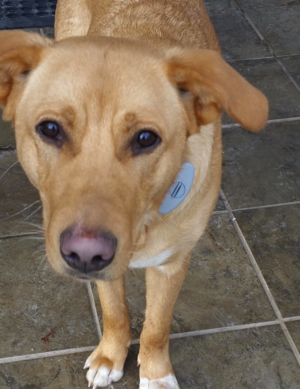 Sparky. Female dog for adoption. Retriever mix. Toronto GTA