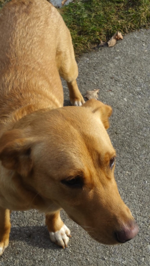 Sparky. Female dog for adoption. Retriever mix. Toronto GTA