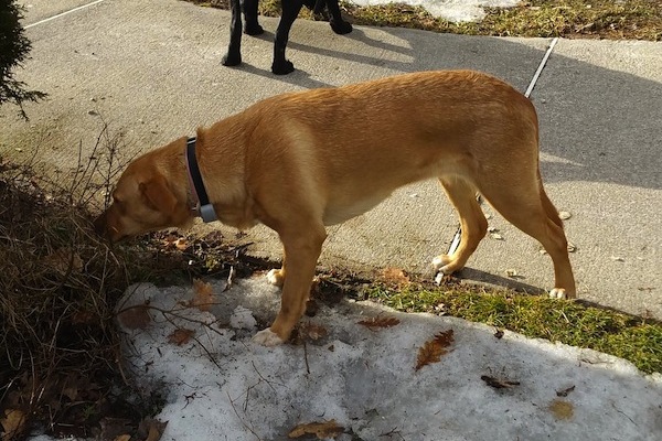 Sparky. Female dog for adoption. Retriever mix. Toronto GTA