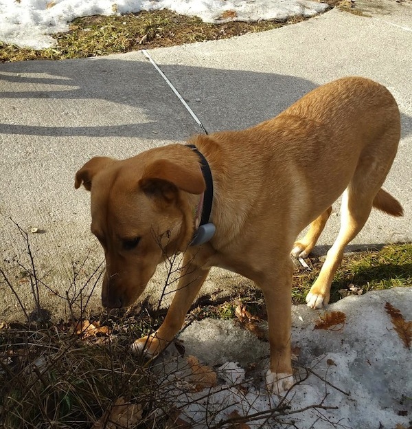 Sparky. Female dog for adoption. Retriever mix. Toronto GTA