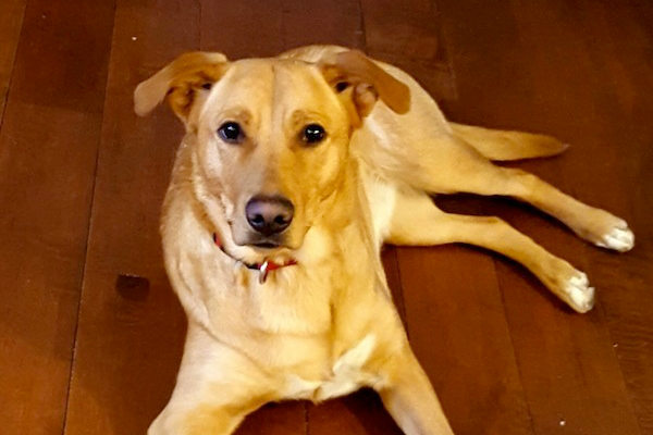 Sparky. Female dog for adoption. Retriever mix. Toronto GTA