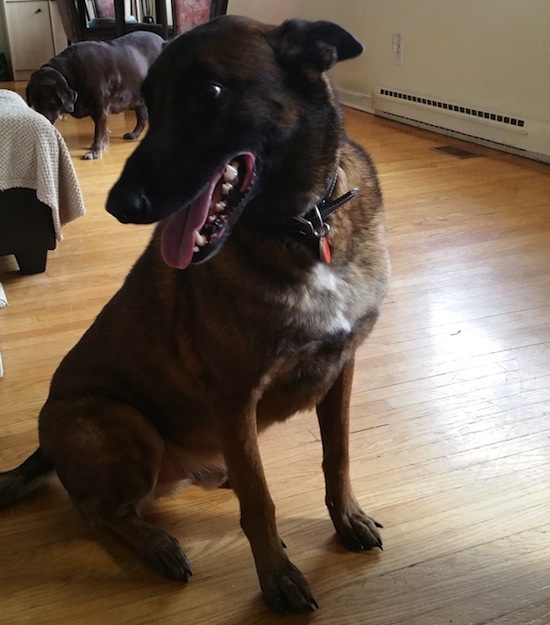 Thunder. Belgian Malinois dog for adoption. Toronto, GTA, Durham Region
