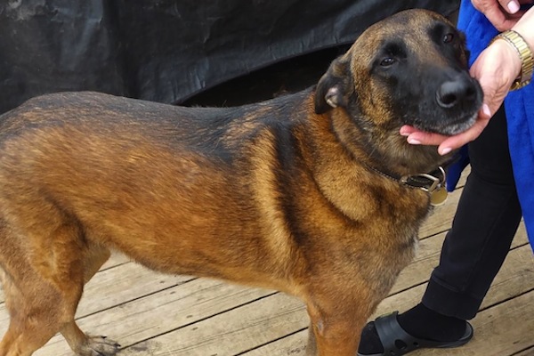 Thunder. Belgian Malinois dog for adoption. Toronto, GTA, Durham Region