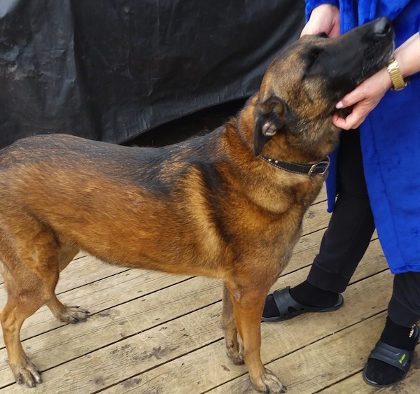 Thunder. Belgian Malinois dog for adoption. Toronto, GTA, Durham Region