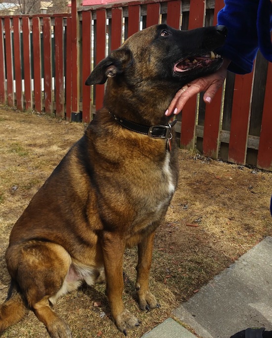 Thunder. Belgian Malinois dog for adoption. Toronto, GTA, Durham Region