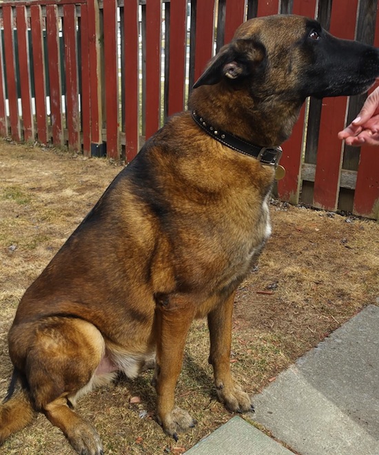 Thunder. Belgian Malinois dog for adoption. Toronto, GTA, Durham Region