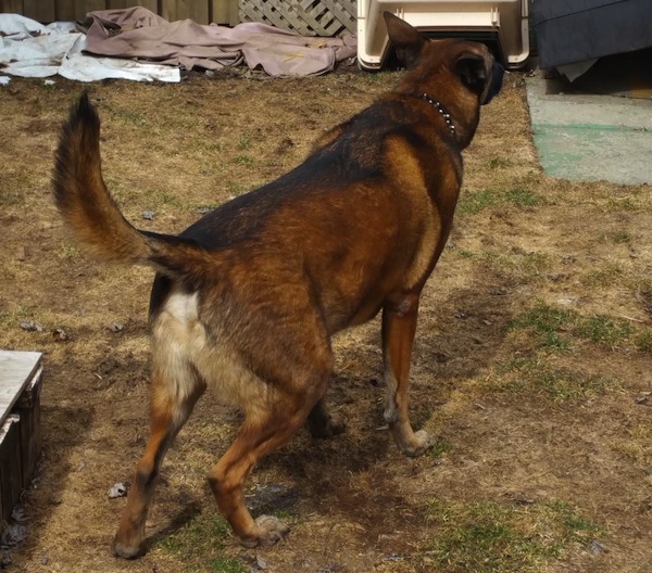 Thunder. Belgian Malinois dog for adoption. Toronto, GTA, Durham Region