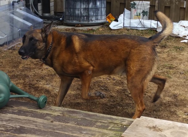 Thunder. Belgian Malinois dog for adoption. Toronto, GTA, Durham Region