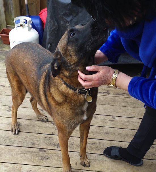 Thunder. Belgian Malinois dog for adoption. Toronto, GTA, Durham Region