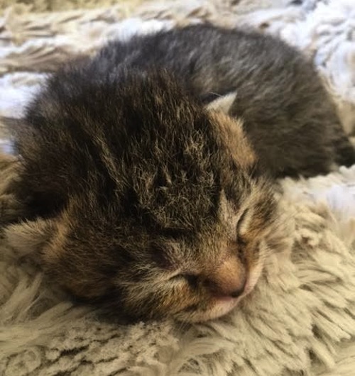 Alexander. Kitten for adoption. Oasis. Toronto GTA Durham Region