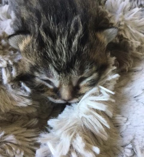 Kazuo. Kitten for adoption. Oasis. Toronto GTA, Durham Region