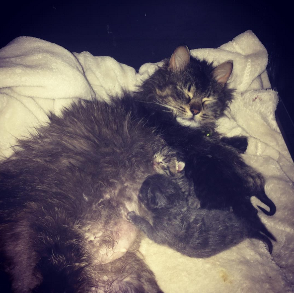 Scarlett's kittens for adoption. 