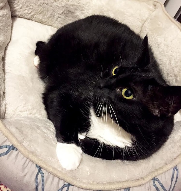 Ursa. Cat for adoption. Toronto GTA Durham Region