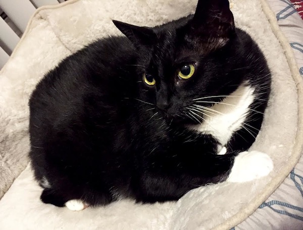 Ursa. Cat for adoption. Toronto GTA Durham Region