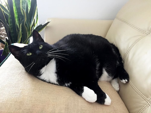 Ursa. Cat for adoption. Toronto GTA Durham Region