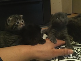 kittens for adoption toronto