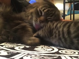 kittens for adoption toronto