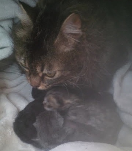 Scarlett's kittens for adoption. Toronto GTA Durham Region
