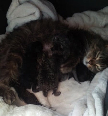 Scarlett's kittens for adoption. Toronto GTA Durham Region