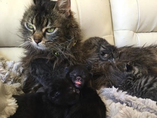 Scarlett with her kittens. oasisanimalrescue.ca