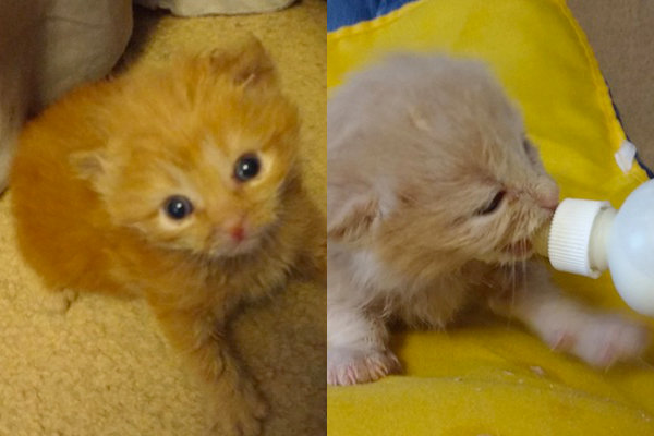 Adoptable kittens. Chilli and Pearl. Toronto GTA, Durham Region rescue pets