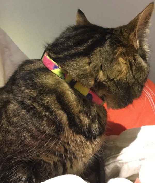 Mimi. Tabby cat for adoption. Toronto GTA, Durham Region