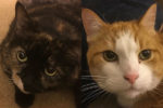 Honey and Sam. Cats for adoption. Toronto GTA, Durham Region