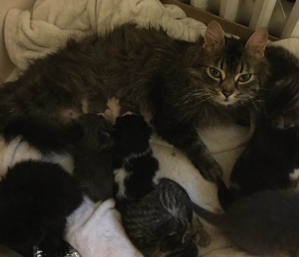Nursing cat Scarlett with two rescue kittens. oasisanimalrescue.ca