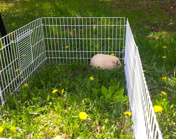 abbey. guinea pig adopted. enjoying outdoor time at forever home