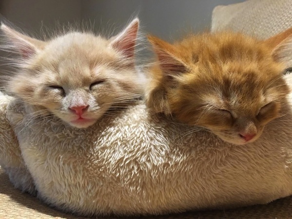 Adopted kittens Chilli and Pearl. Toronto GTA pet adoption services